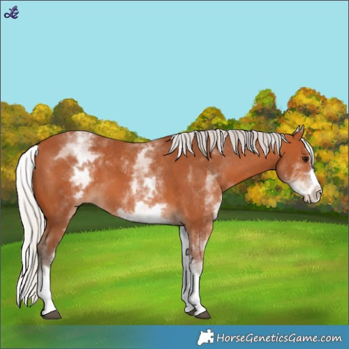 Horse Color:White Spotted Silver Bay Splash