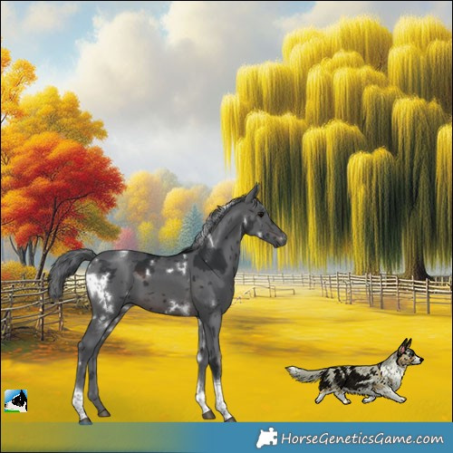 Horse Color:White Spotted Brown Merle Tobiano