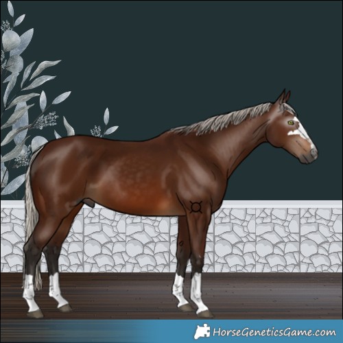 Horse Color:Gray Silver Bay 