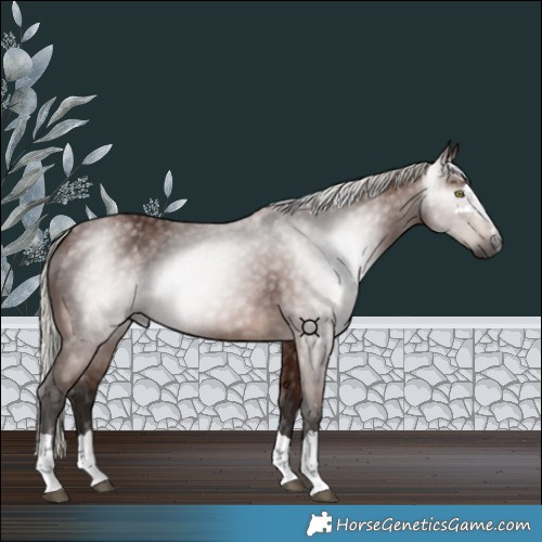 Horse Color:Gray Silver Bay 