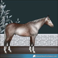 Horse Color:Gray Silver Bay 