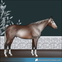 Horse Color:Gray Silver Bay