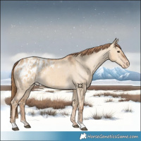 Horse Color:Red Dun Appaloosa  and Red Dun Appaloosa 