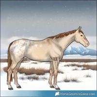Horse Color:Red Dun Appaloosa  and Red Dun Appaloosa 