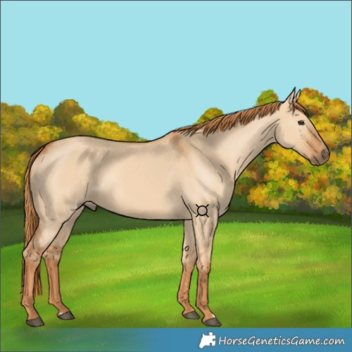 Horse Color:Red Dun 