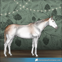 Horse Color:Gray Chestnut Splash 