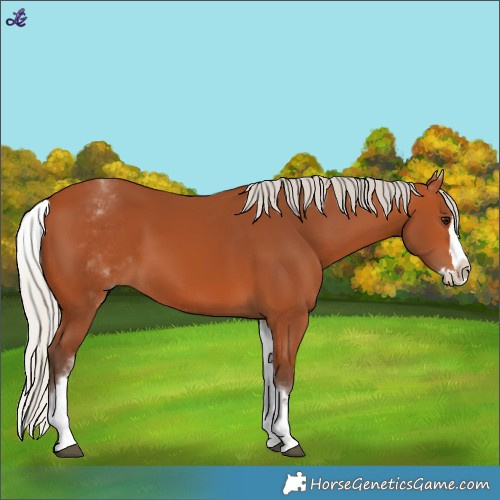 Horse Color:White Spotted Silver Bay Splash