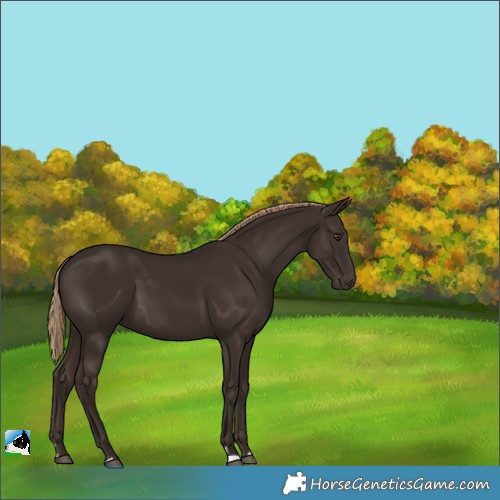 Horse Color:Liver Chestnut 