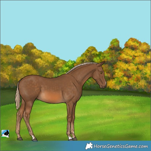 Horse Color:Chocolate Palomino 