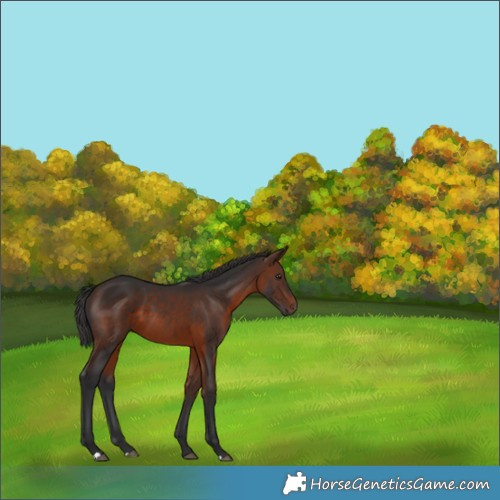 Horse Color:Brown 