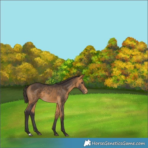 Horse Color:Buckskin Appaloosa 