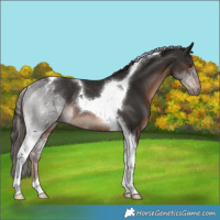 Horse Color:Liver Chestnut Tobiano Rabicano 