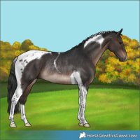 Horse Color:Brown Tobiano Rabicano
