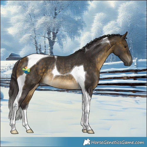 Horse Color:Buckskin Tobiano Rabicano