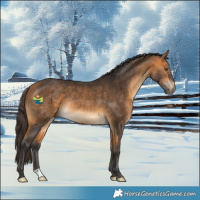Horse Color:Buckskin Rabicano 