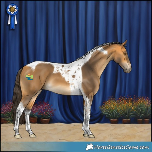 Horse Color:Buckskin Tobiano