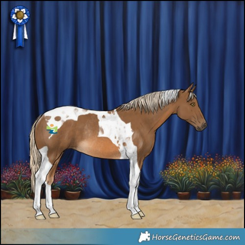 Horse Color:Chocolate Palomino Tobiano Rabicano