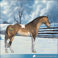 Horse Color:Buckskin Tobiano Rabicano 
