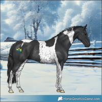 Horse Color:Black Tobiano Rabicano 