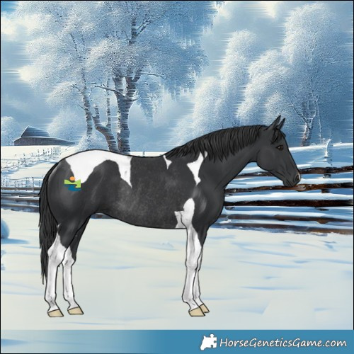 Horse Color:Black Tobiano Rabicano 