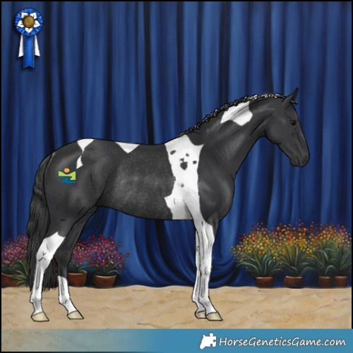 Horse Color:Black Tobiano Rabicano 