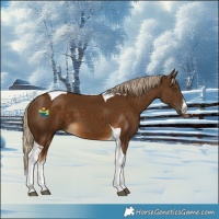 Horse Color:White Spotted Chocolate Palomino Tobiano 