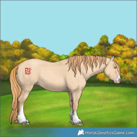 Horse Color:Gold Champagne Dun