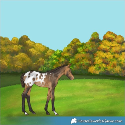 Horse Color:Buckskin Appaloosa 
