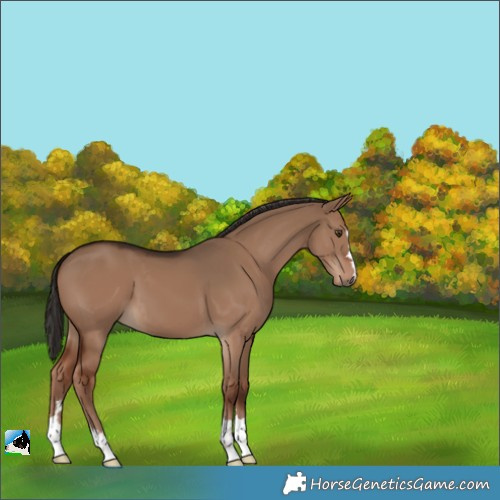 Horse Color:Liver Red Dun 