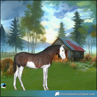 Horse Color:Liver Chestnut Splash Rabicano 