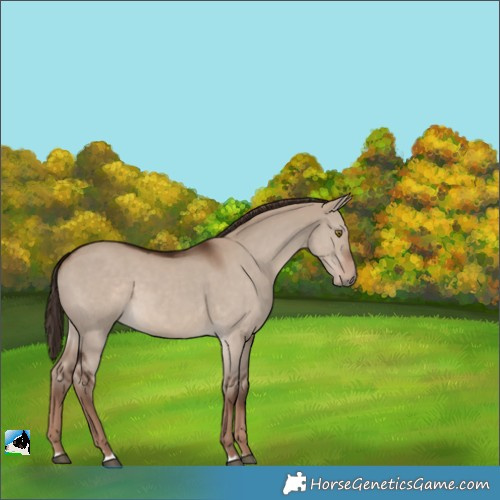 Horse Color:Liver Red Dun 