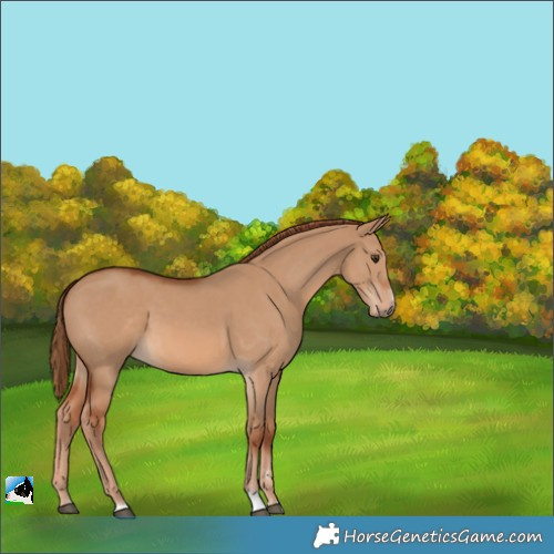 Horse Color:Red Dun 