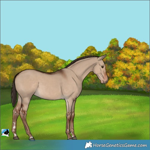 Horse Color:Liver Red Dun 