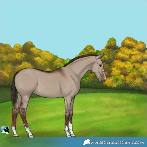 Horse Color:Liver Red Dun 