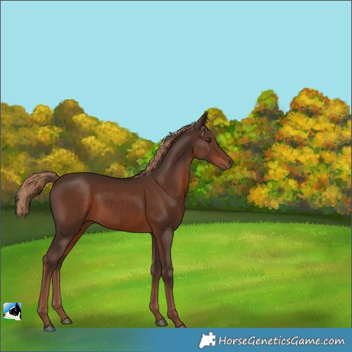 Horse Color:Liver Chestnut 