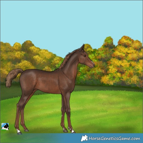 Horse Color:Liver Chestnut 