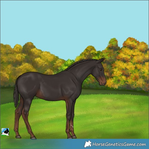 Horse Color:Liver Chestnut 