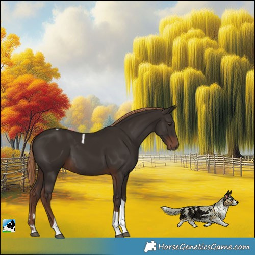 Horse Color:Liver Chestnut Tobiano 