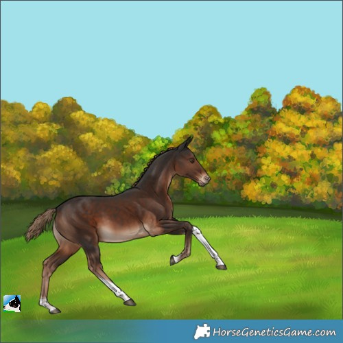 Horse Color:Liver Chestnut Tobiano Rabicano 