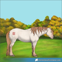 Horse Color:Gold Champagne Roan Dun
