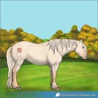 Horse Color:Gold Champagne Dun 