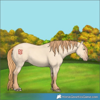 Horse Color:Gold Champagne Dun