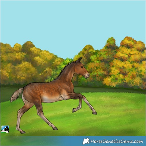Horse Color:Chocolate Palomino Rabicano 