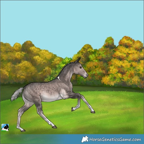 Horse Color:Platinum Chocolate Palomino Tobiano Rabicano 