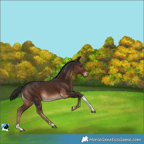 Horse Color:Liver Chestnut Tobiano Rabicano 