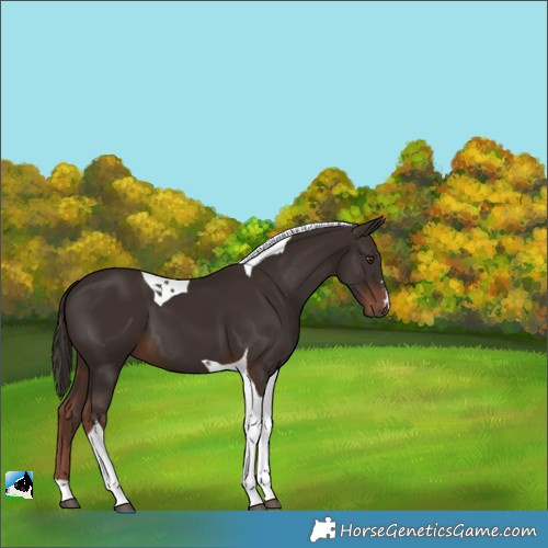 Horse Color:Liver Chestnut Tobiano 