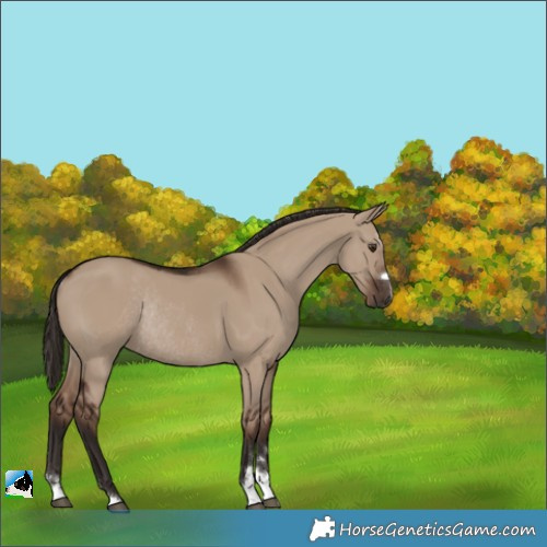 Horse Color:Liver Red Dun Rabicano 