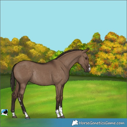 Horse Color:Liver Red Dun Rabicano 