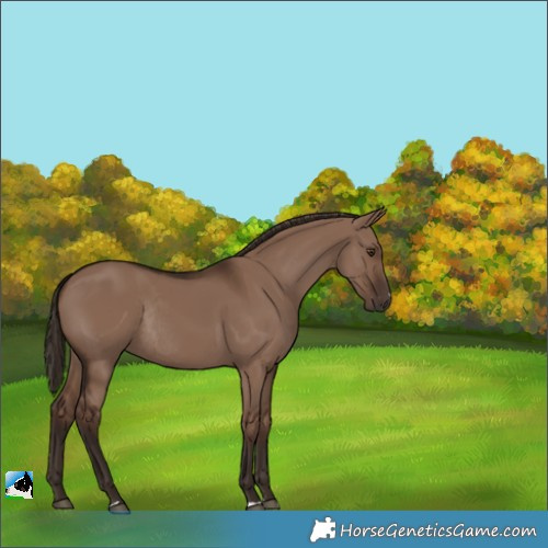 Horse Color:Liver Red Dun Rabicano 