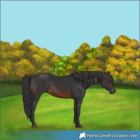 Horse Color:Brown Rabicano 